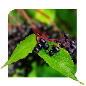 organic elderberry